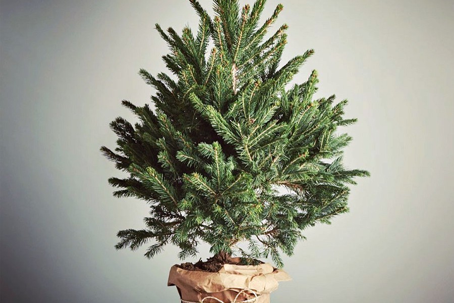 Rent a real Christmas tree!